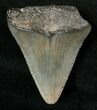 Bargain Megalodon Tooth - South Carolina #17367-1